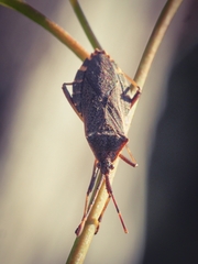 Gelonus tasmanicus