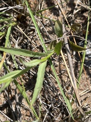 Lobelia flaccida flaccida