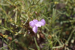 Eremophila gilesii