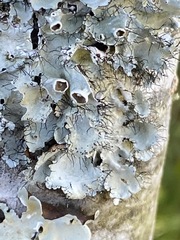 Parmotrema perforatum