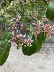 Ardisia compressa