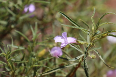 Eremophila gilesii