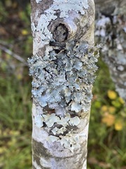 Parmotrema perforatum