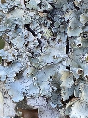 Parmotrema perforatum