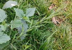 Rhamphospermum arvense