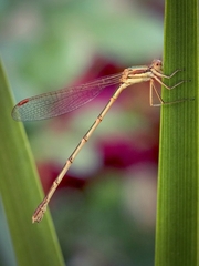 Austrolestes analis