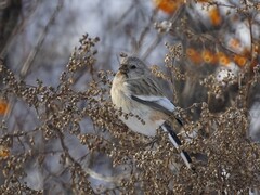 Carpodacus sibiricus