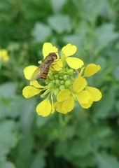 Rhamphospermum arvense