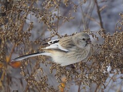 Carpodacus sibiricus
