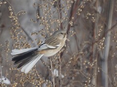 Carpodacus sibiricus