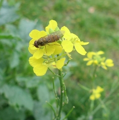 Rhamphospermum arvense