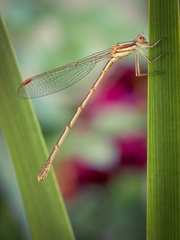 Austrolestes analis