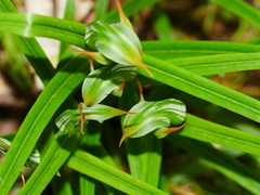 Pterostylis montana