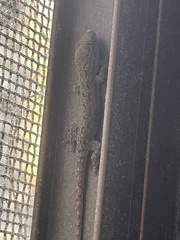 Hemidactylus frenatus