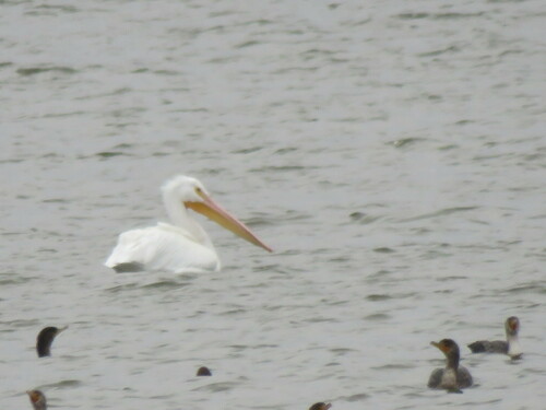 American White Pelican photographed in Kansas