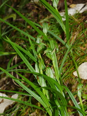 Pterostylis montana