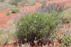 Eremophila gilesii