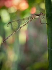 Austrolestes analis