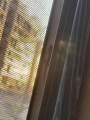 Hemidactylus frenatus