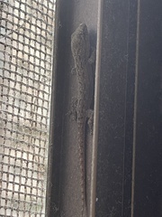 Hemidactylus frenatus