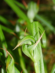 Pterostylis montana