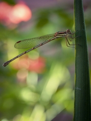 Austrolestes analis