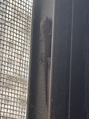 Hemidactylus frenatus