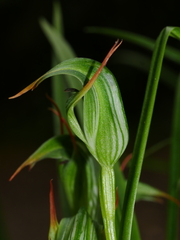 Pterostylis montana
