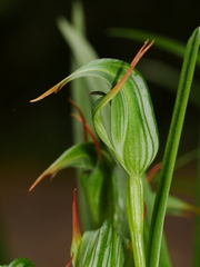 Pterostylis montana