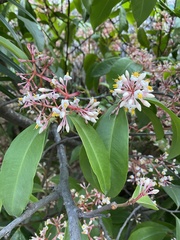 Ardisia compressa