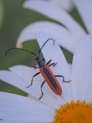 Stenoderus suturalis