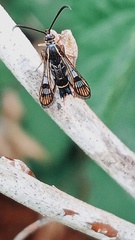 Synanthedon tipuliformis