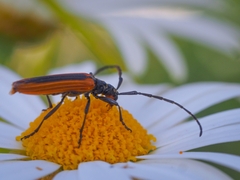 Stenoderus suturalis