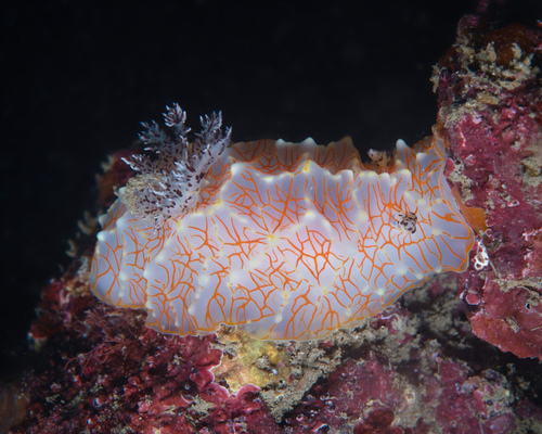 Gold Lace Nudibranch