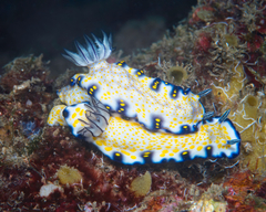 Hypselodoris imperialis