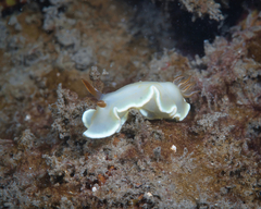 Ardeadoris angustolutea