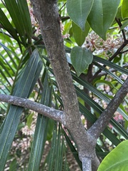 Ardisia compressa