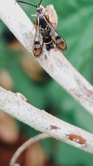 Synanthedon tipuliformis