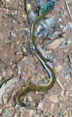 Causus lichtensteinii