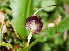 Corybas macranthus