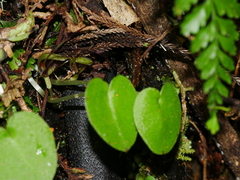 Corybas macranthus