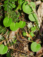 Corybas macranthus
