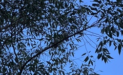 Pycnonotus aurigaster