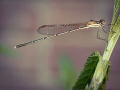 Austrolestes analis