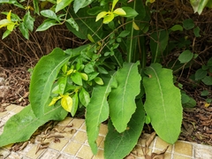 Sonchus arvensis