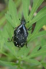 Clinteroides permutans