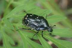 Clinteroides permutans