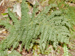 Leptopteris hymenophylloides