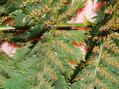 Leptopteris hymenophylloides