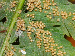 Leptopteris hymenophylloides